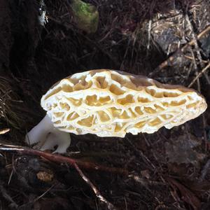 Black Morel