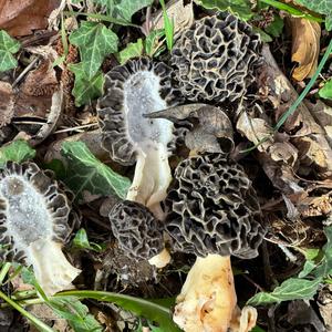 Yellow Morel