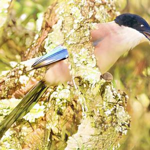 Azure-winged Magpie