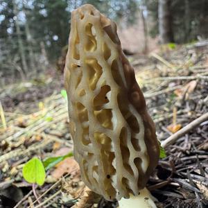 Black Morel