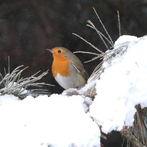 European Robin