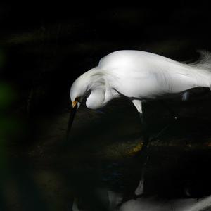 Snowy Egret