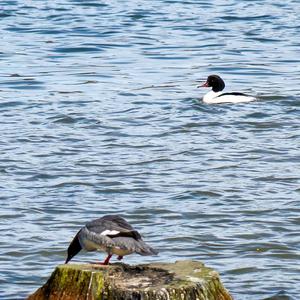 Common Merganser