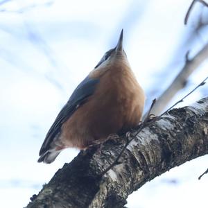 Wood Nuthatch