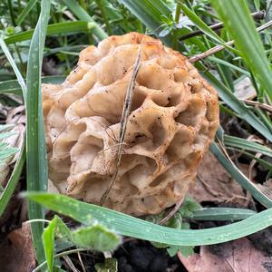 Yellow Morel