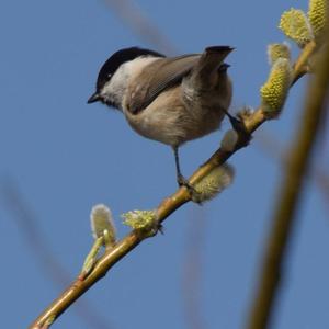 Willow Tit