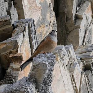 Rock Bunting