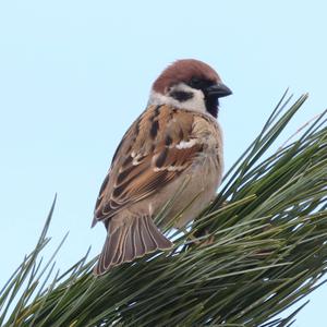 Eurasian Tree Sparrow