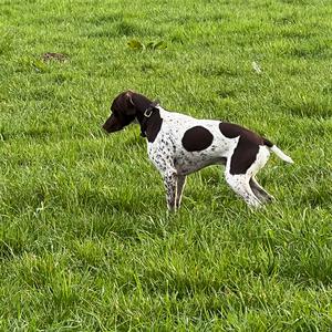 Französischer-Vorstehhund - Typus Pyrenäen