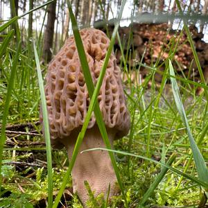 Black Morel