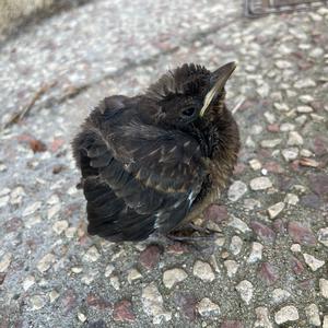 Eurasian Blackbird