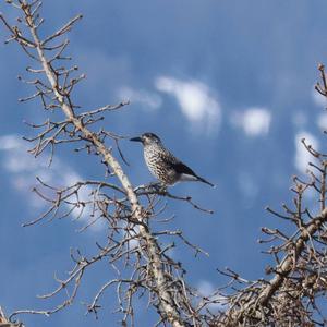 Spotted Nutcracker