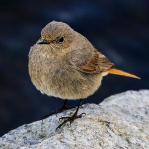 Black Redstart