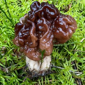 Conifer False Morel