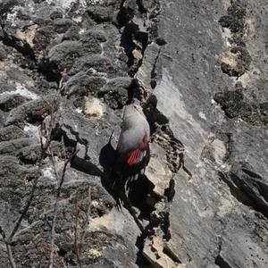 Wallcreeper