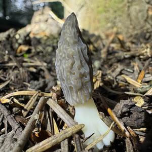 Black Morel