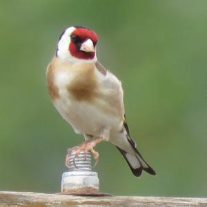 European Goldfinch