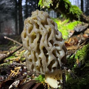 Black Morel