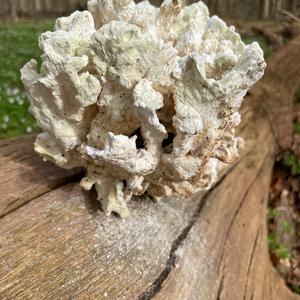 Unknown Species