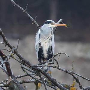 Grey Heron