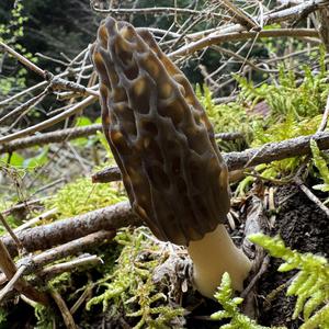 Black Morel