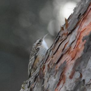 Eurasian Treecreeper