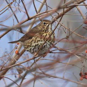 Song Thrush