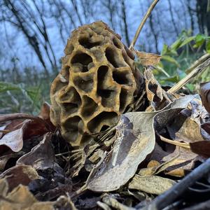 Yellow Morel