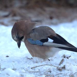 Eurasian Jay