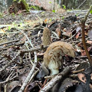 Black Morel