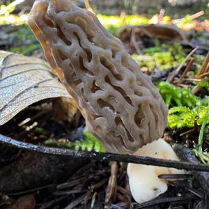 Black Morel