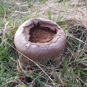 Mosaic Puffball