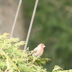 House Finch