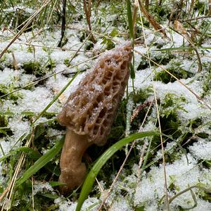 Black Morel