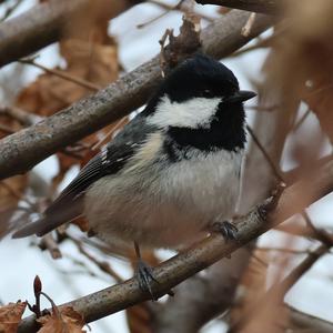 Coal Tit