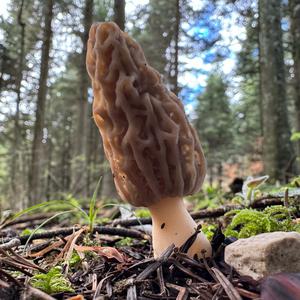 Black Morel