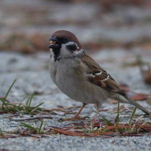 Eurasian Tree Sparrow