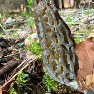 Black Morel