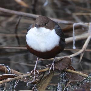 White-throated Dipper