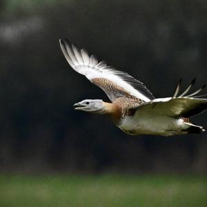 Great Bustard