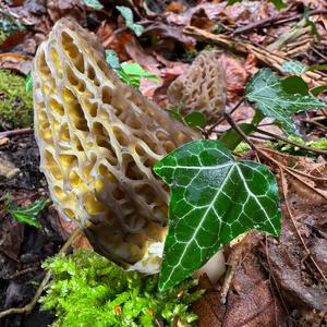 Black Morel