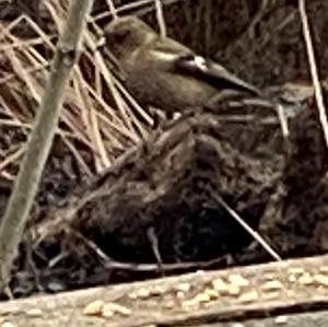 Eurasian Chaffinch