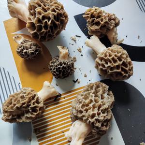 Yellow Morel