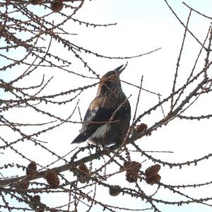 Spotted Nutcracker