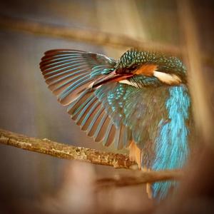 Common Kingfisher