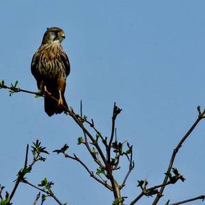 Common Kestrel