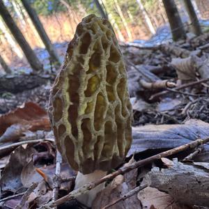 Black Morel