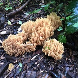 Unknown Species