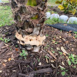 Unknown Species