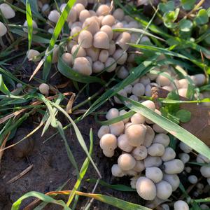 Unknown Species